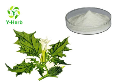 Datura Flower Extract Monomer Powder Scopolamine Hydrobromide Powder CAS 114-49-8
