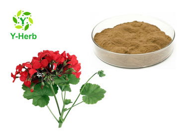 Organic Pelargonium Sidoides Extract Powder Geranium Root Leaf Umckaloabo