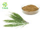 Equisetum Arvense Plant Grass Powder Horsetail Extract 7% 10% Organic Silica Acid