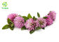 Trifolium Pratense Flower 2.5% 8% 20% 40% Red Clover Extract Powder Isoflavones
