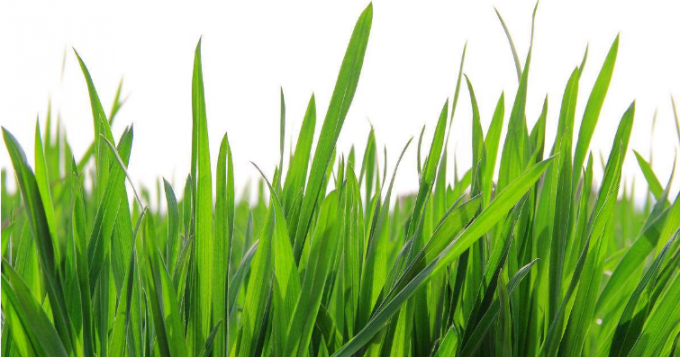 100% Watersoluble Bulk Green Wheat Grass Juice Powder